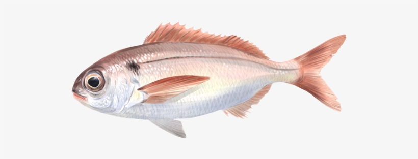 Besugo - Besugo Pez, transparent png download
