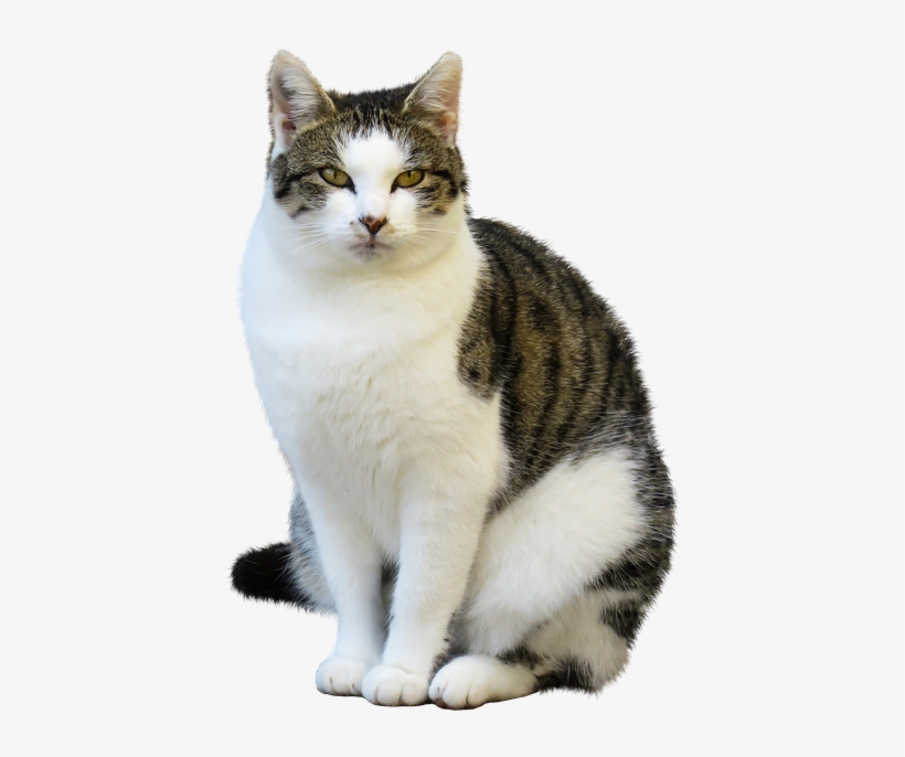 Animal, Cat, Pet, Isolated, Sit, Wait - Imagenes De Animales Gato, transparent png download