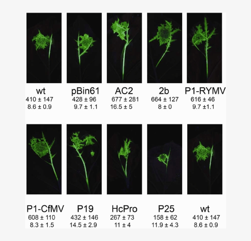 Lesions Of The Crucifer Infecting Tobacco Mosaic Virus - Tobacco Mosaic Virus, transparent png download