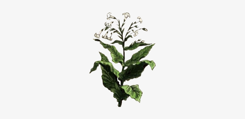 Kumbayá - Organic Tobacco - Giclee Painting: Tobacco Plant, 24x18in., transparent png download