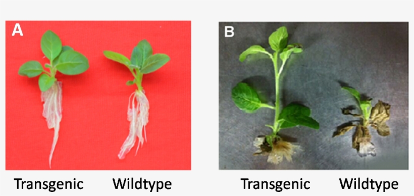 9 Phenotype Testing Of Transgenic Plants And Wildtype - Transgenic Plants, transparent png download