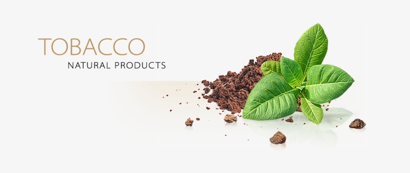 Tobacco Sauces - Coffee Substitute, transparent png download