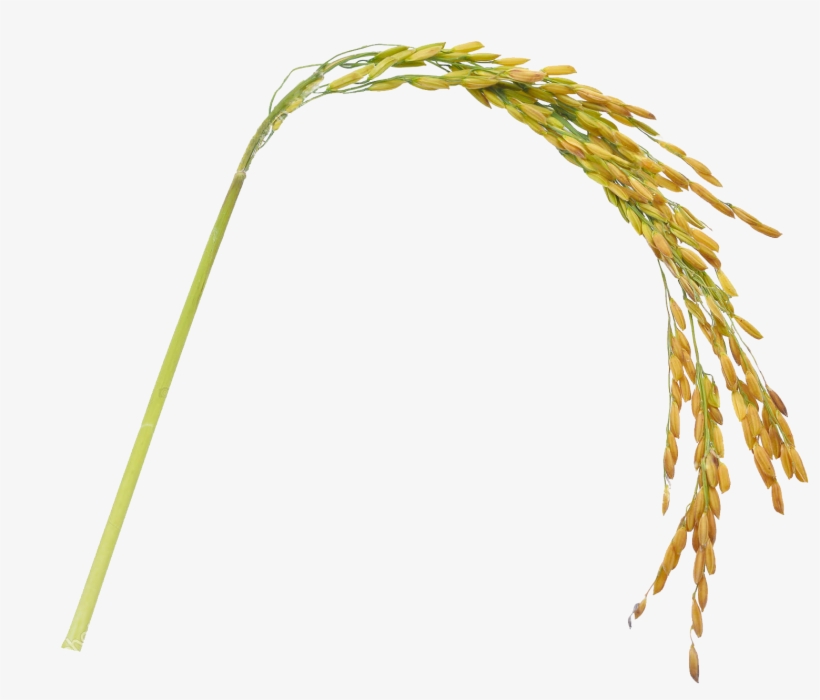 Postres - - Blue Elephant Riz Thaï Au Jasmin, transparent png download