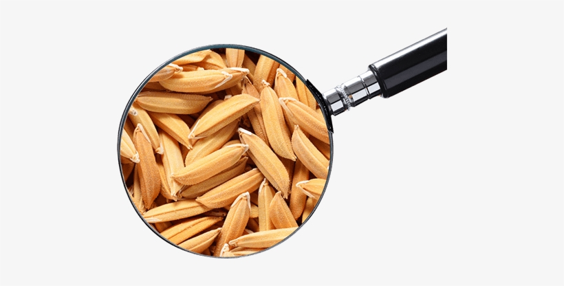 Type Of Grain - Paddy Seed, transparent png download