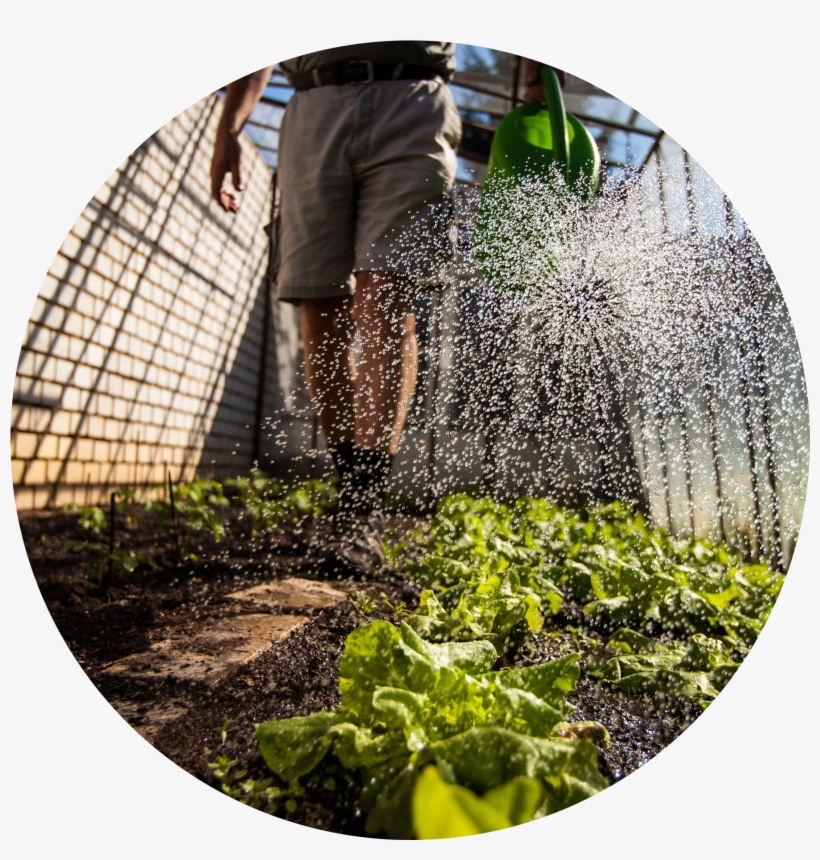 Water Management Watering Beds W- Can Circle - Tomato, transparent png download