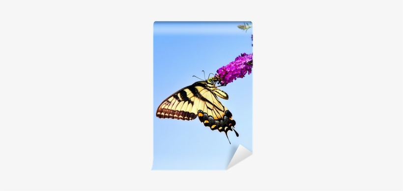 Eastern Tiger Swallowtail Butterfly On Butterfly Bush - Eastern Tiger Swallowtail, transparent png download