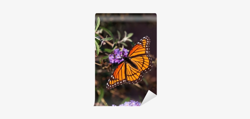 Viceroy Butterfly On Butterfly Bush Wall Mural • Pixers® - Viceroy Butterfly, transparent png download