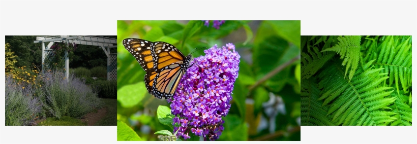 Gardening Is A Rewarding Hobby But It Can Be Frustrating - Butterfly Photography, transparent png download