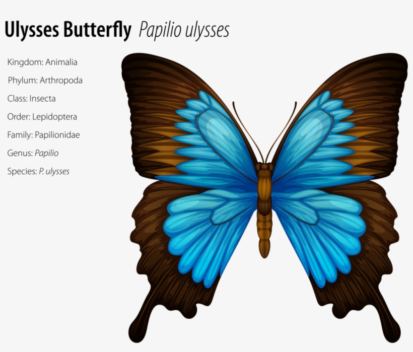 Insects 6 - Incredibuilds: Butterfly 3d Wood Model, transparent png download