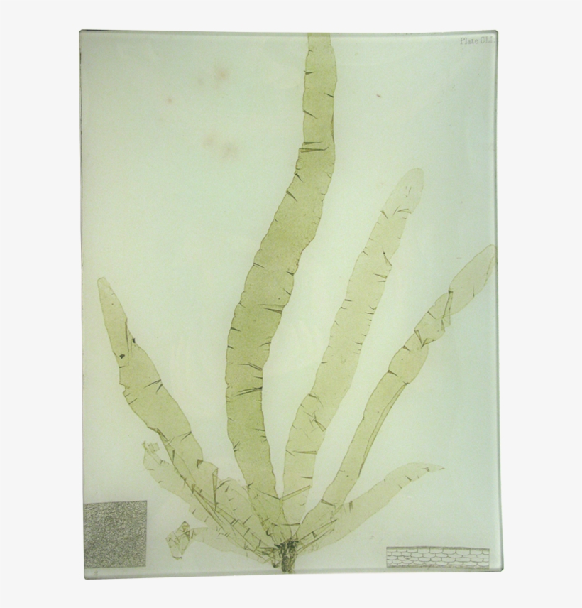 13t Seaweed 01 V=1527791812 - Agave, transparent png download