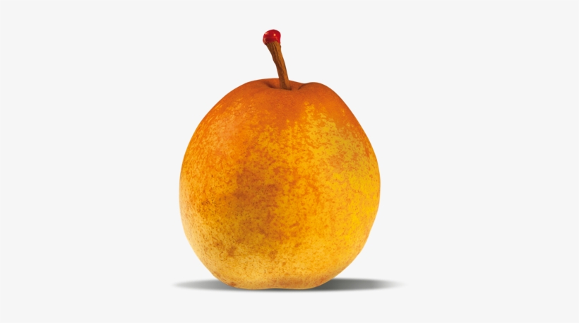Passe Crassane - Passe Crassane Pear, transparent png download