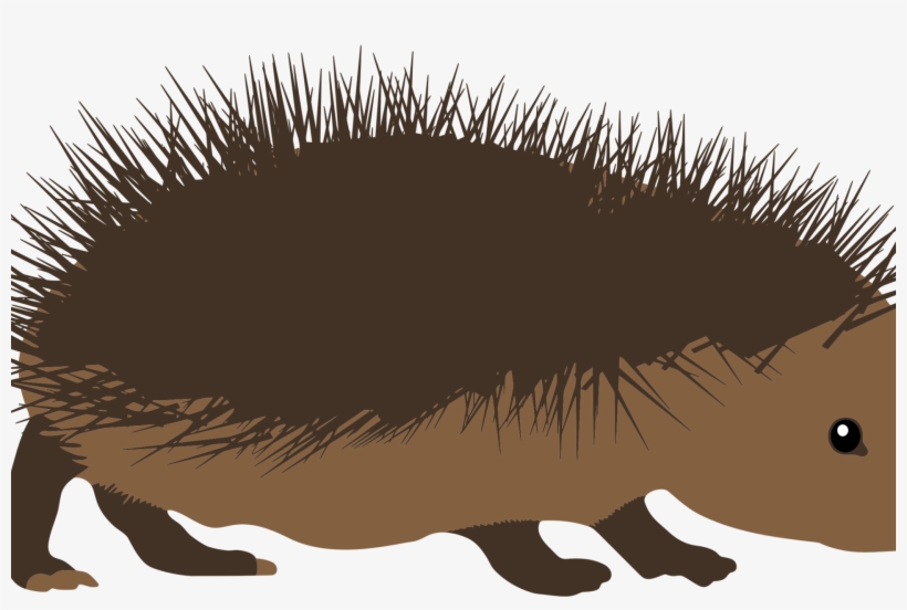 Hedgehog Clipart Angry Cartoon - Echidna Cartoon Png, transparent png download