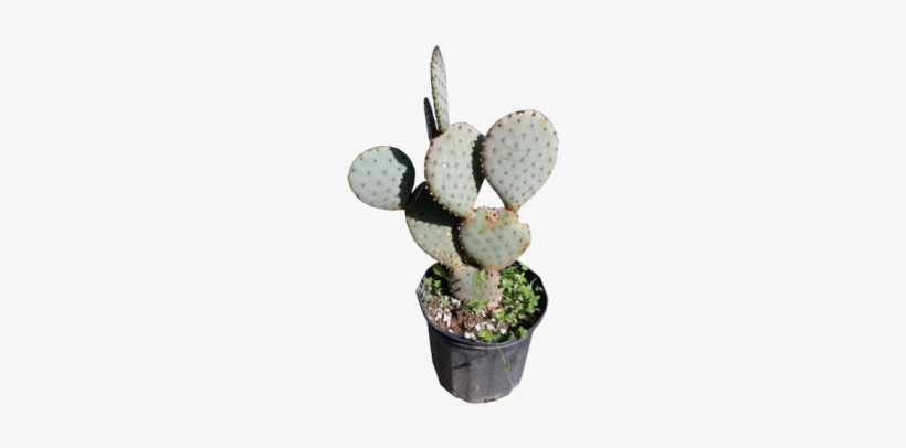 Opuntia Violacea 20 Cm - Violet Pricklypear, transparent png download