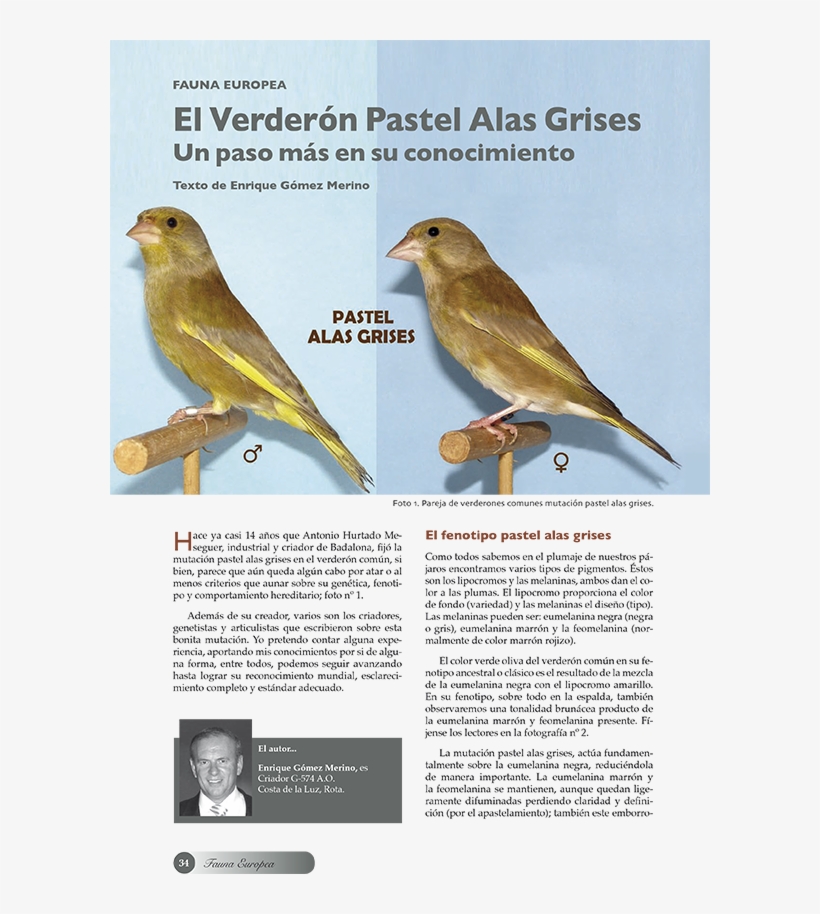 El Verderón Pastel Alas Grises - Great Crested Flycatcher, transparent png download
