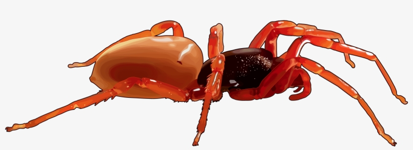 Araña - Ant, transparent png download