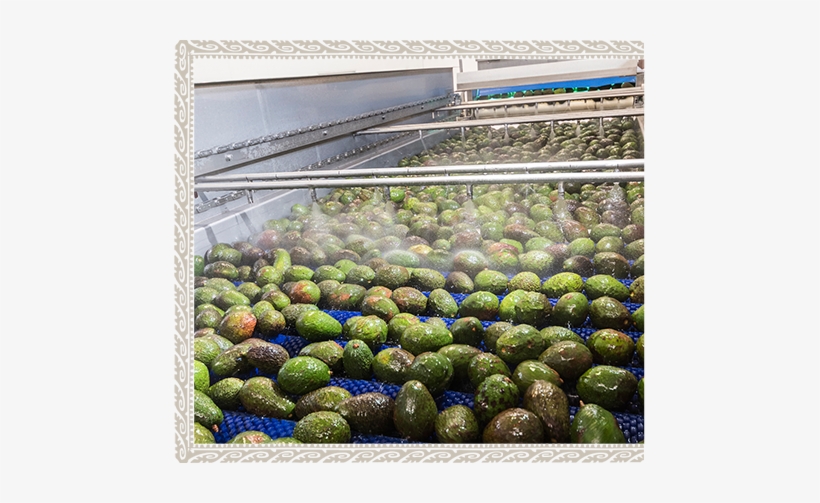 It's Where Avocados Originated Centuries Ago, And Where - Botanical Garden, transparent png download