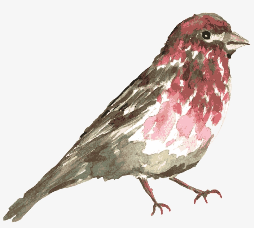 Bird-01 - Watercolor Painting, transparent png download