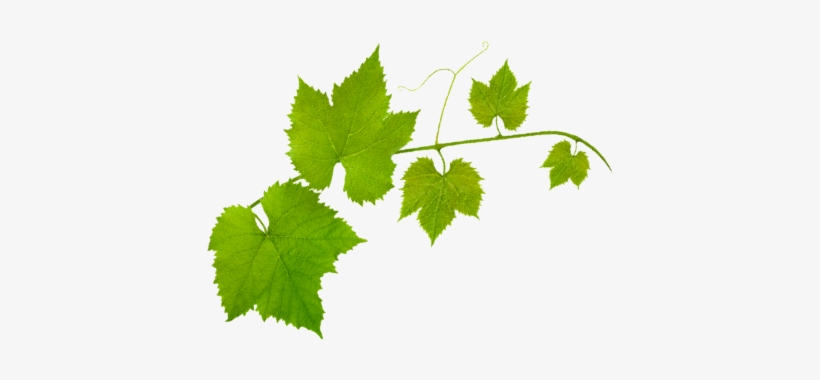 Mission - Contact, transparent png download