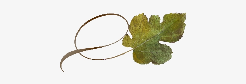 Spring Flowers, Autumn Leaves, Grapes Twisty Mulberry - Leaf, transparent png download