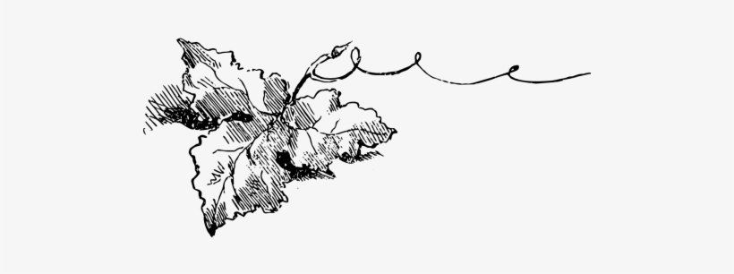 Grape - Folha De Videira Desenho, transparent png download