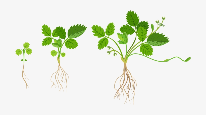 Strawberry Planting Growth - Strawberry Plants Growth, transparent png download
