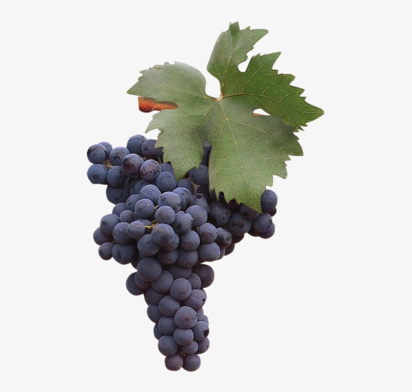 Along With Negroamaro And Nero Di Troia, Primitivo - Zinfandel Uva, transparent png download