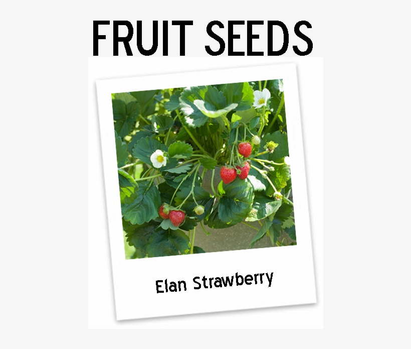 Eversweet Strawberry Plants Icon - Icon, transparent png download