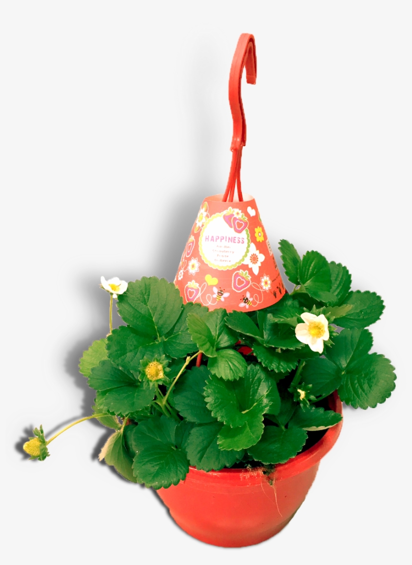 Aardbeienplant 22cm Hangpot Productfoto Wit Shadow - Flowerpot, transparent png download