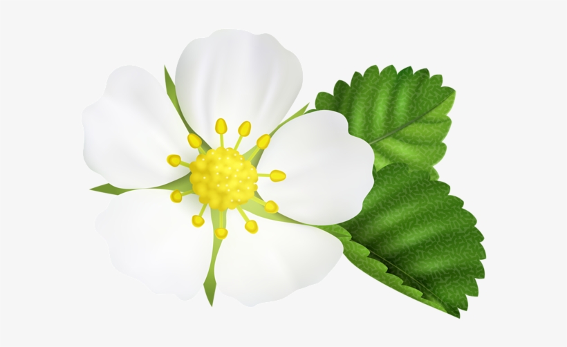 Strawberry Flower Png Clip Art Image - Rosa Rubiginosa, transparent png download