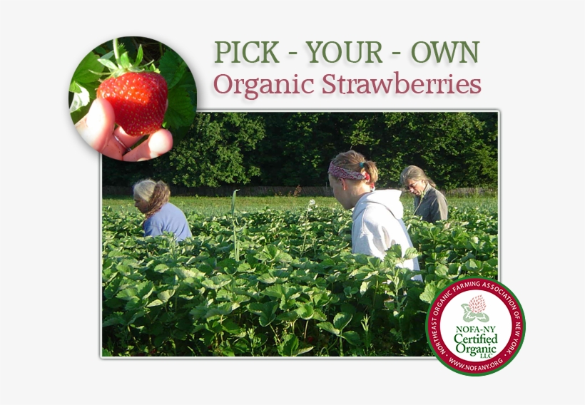 Family-run Fruit Farm That Specializes In Growing Certified - Strawberry, transparent png download
