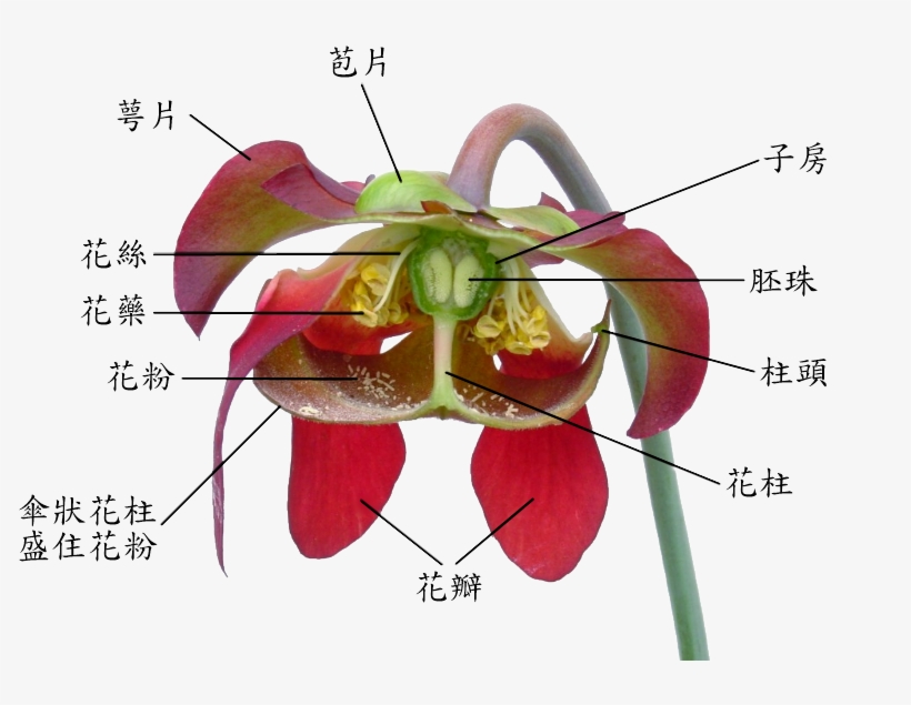 Sarracenia Flower Notitles In Chinese - Non Flowering Plants Parts, transparent png download
