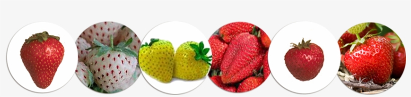 Help Students Recognize That Various Colors, Sizes, - Seeds Chocolate Red Milk Strawberry Seeds Bonsai Plants, transparent png download