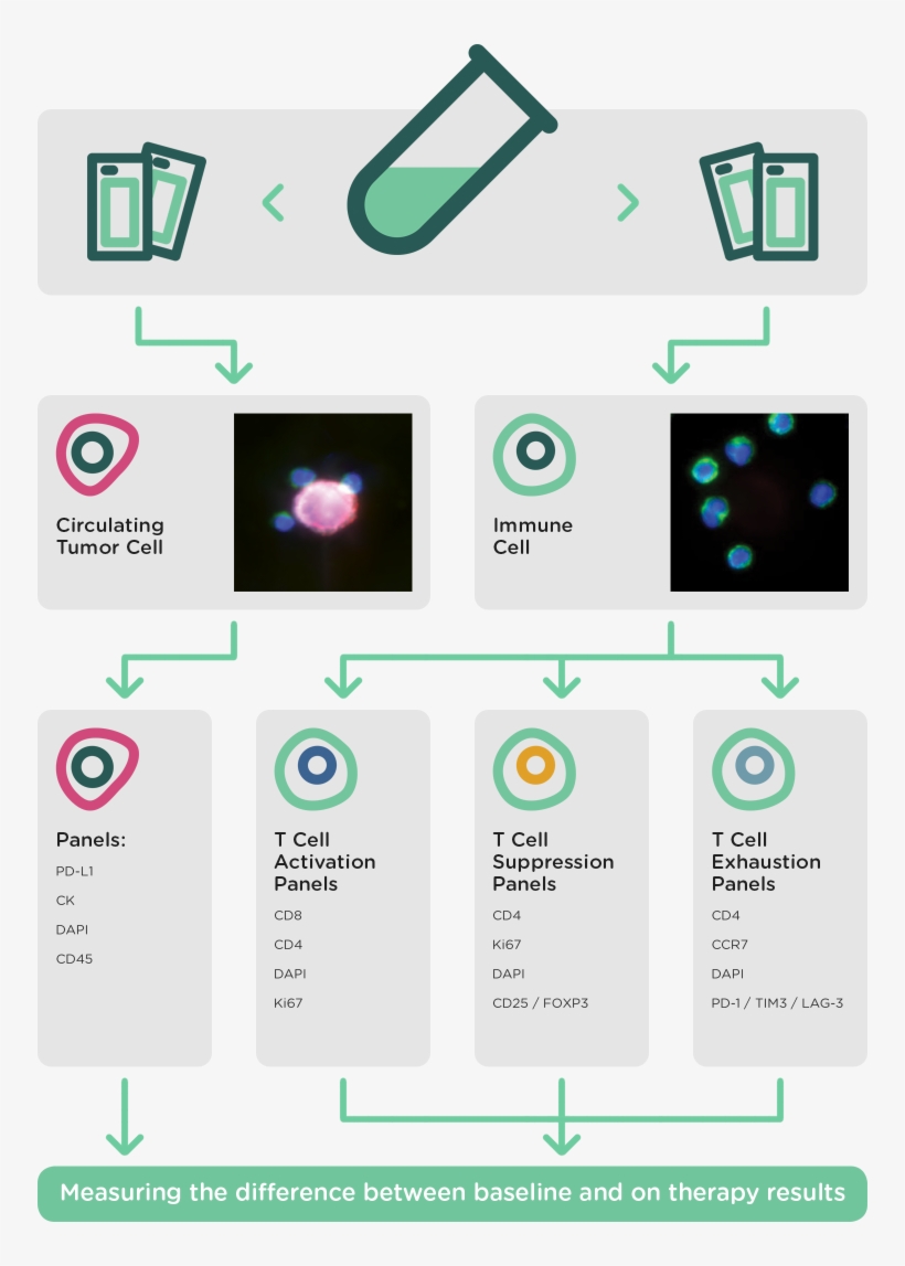 Simultaneous Tumor Cell And Leukocyte Characterization - Neoplasm, transparent png download