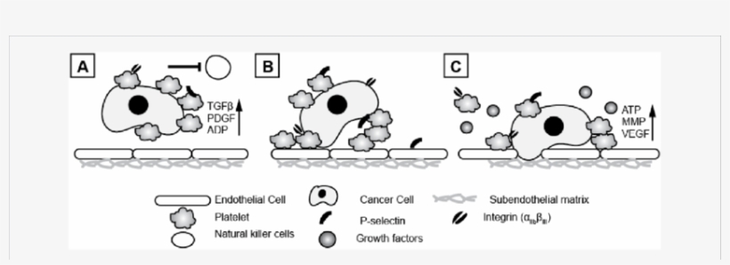 Platelets Can Support And Encourage Cancer Cell Metastasis - Cartoon, transparent png download