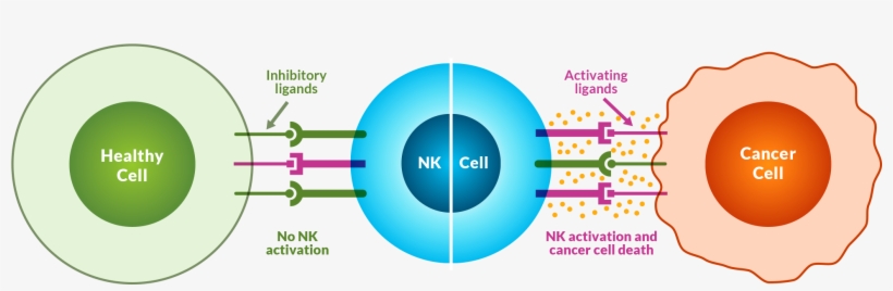 Natural Killer Cells Image - Natural Killer Cells, transparent png download