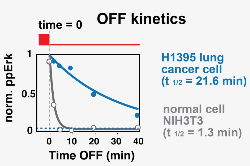 @toettch) And Found That Unlike Normal Cells, A Certain - Diagram, transparent png download