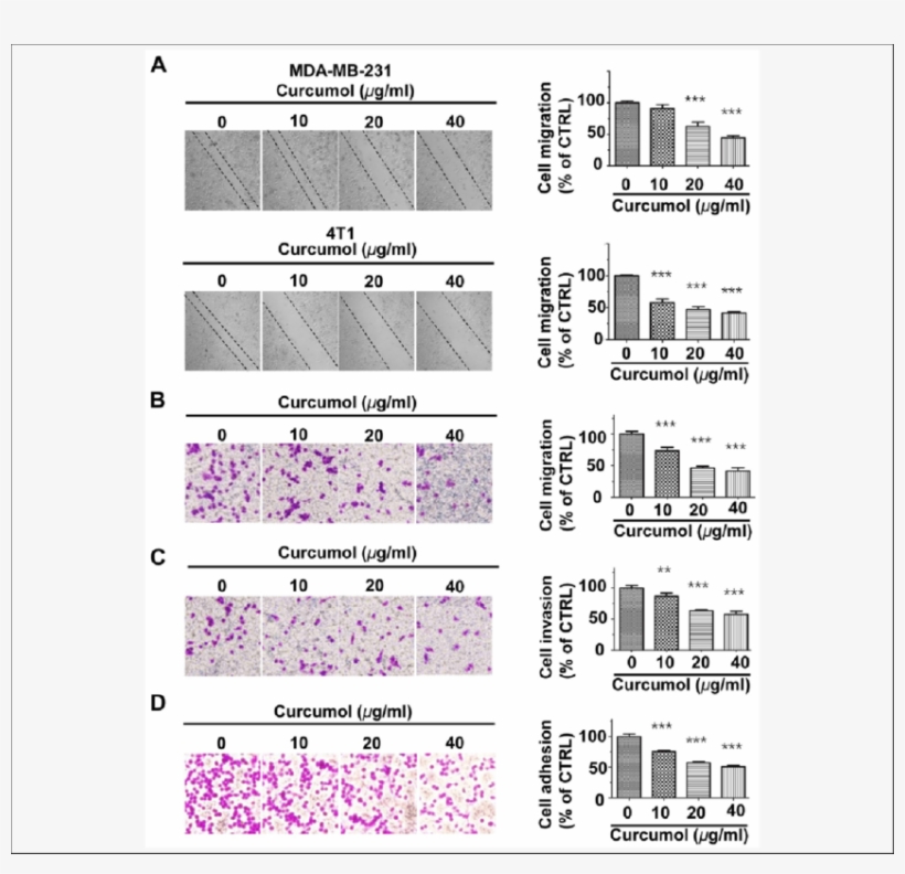 Nhibition Of The Migration, Invasion, And Adhesion - Number, transparent png download