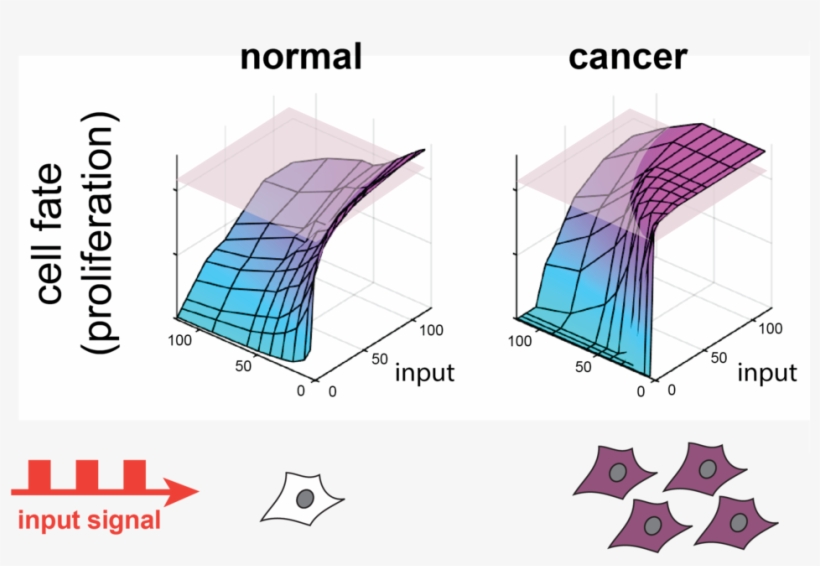 Certain Cancer Cells May Misinterpret Dynamic Signals - Cancer, transparent png download