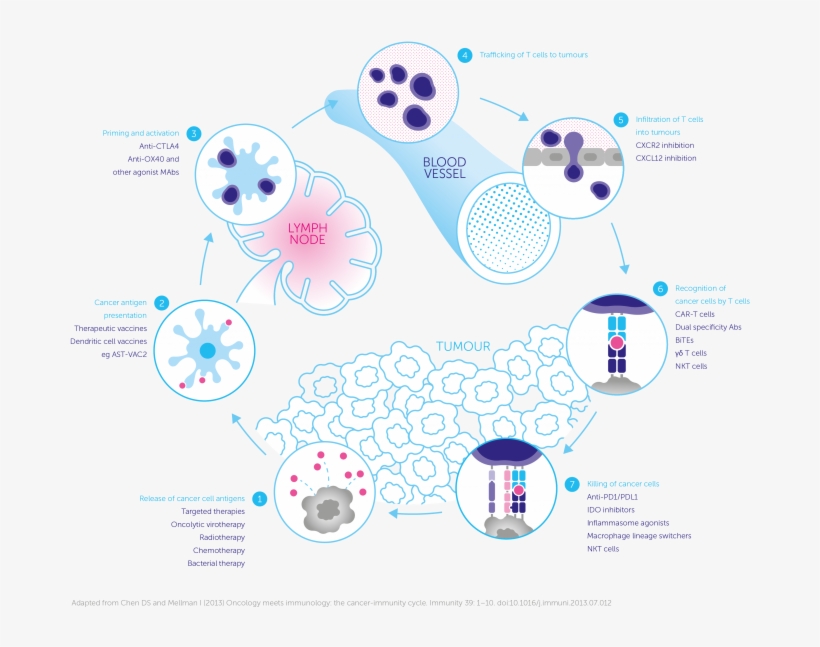 Cancer Immunity Cycle - Cancer Immunology, transparent png download