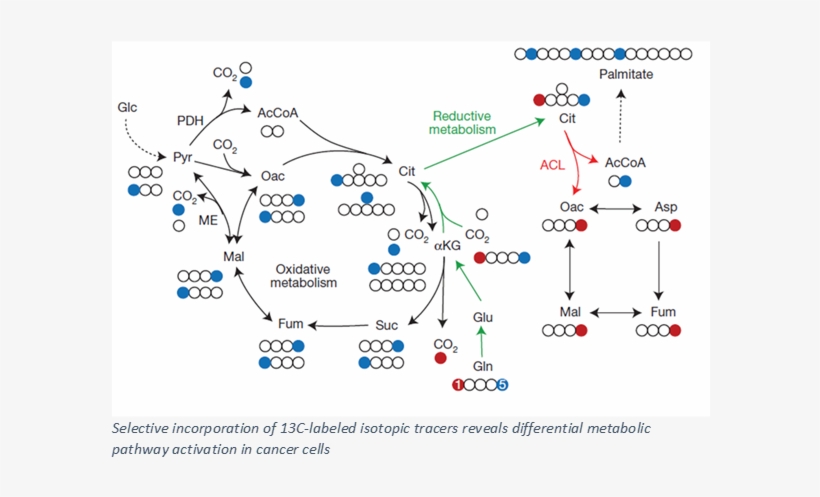 Cancer 1 - Reductive Carboxylation Of Glutamine, transparent png download