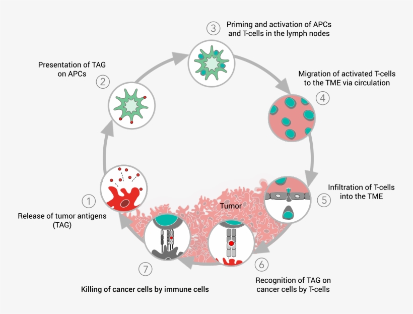 Cancer-immunity Cycle - Immuno Oncology Tumor Micro Environment, transparent png download