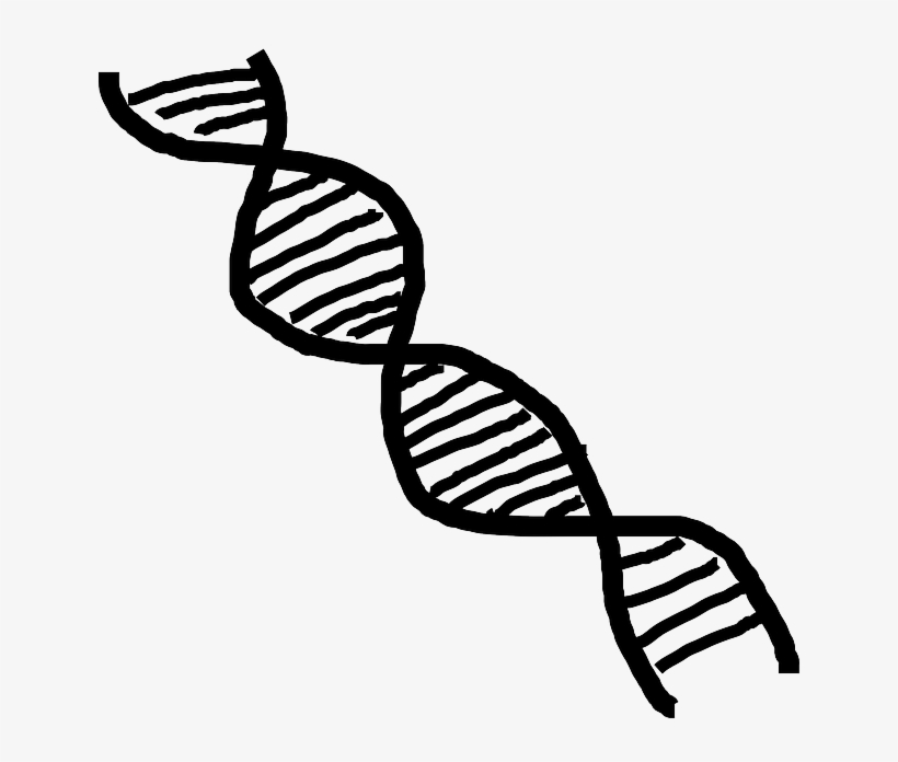 Dna Clipart Human Genome Project - Adn Blanco Y Negro, transparent png download