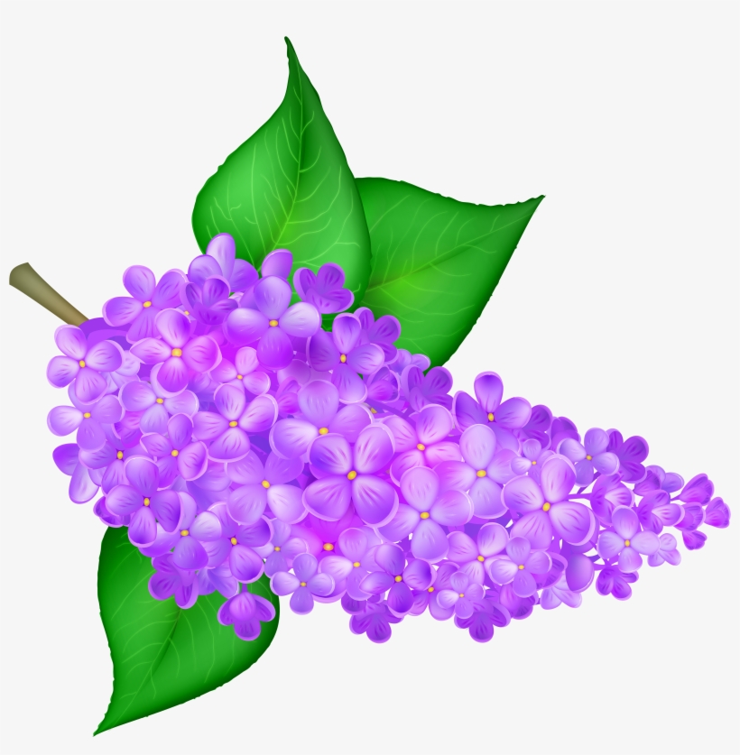 Lilac, transparent png download