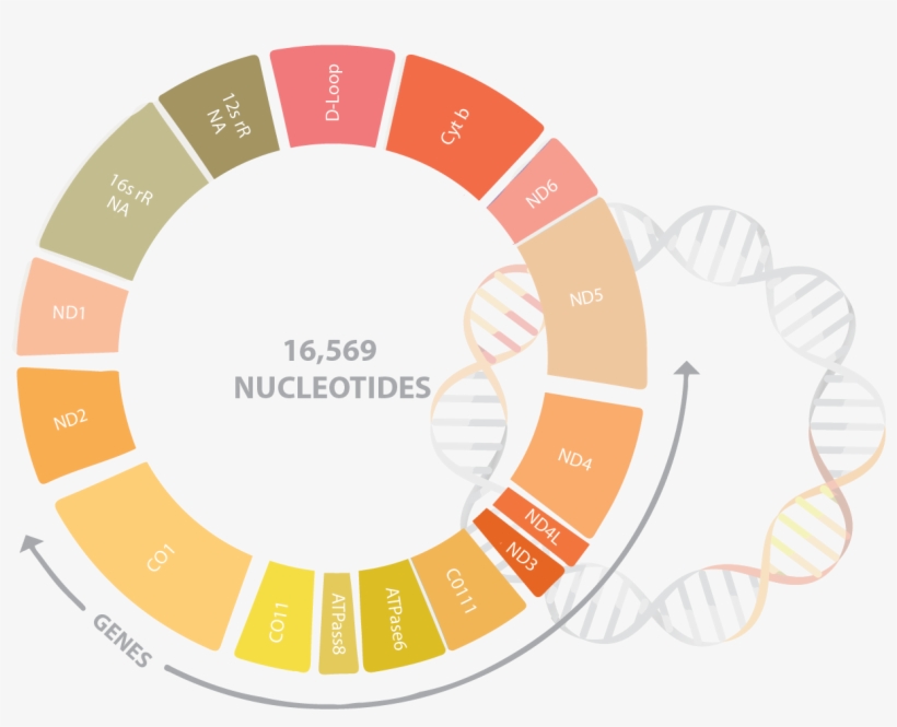 Learn More - Commonwealth Meetings, transparent png download