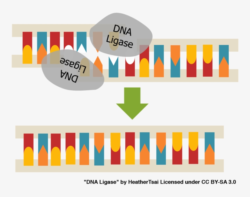 Pin Dna Clipart Transparent - Dna Ligase, transparent png download
