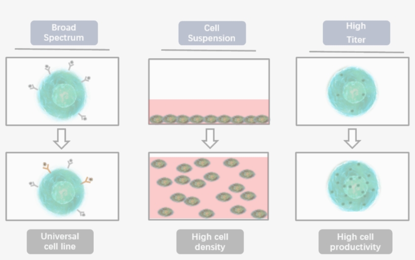 We Do Not Have Any Biosafety Issue As We Do Not Work - International Genetically Engineered Machine, transparent png download