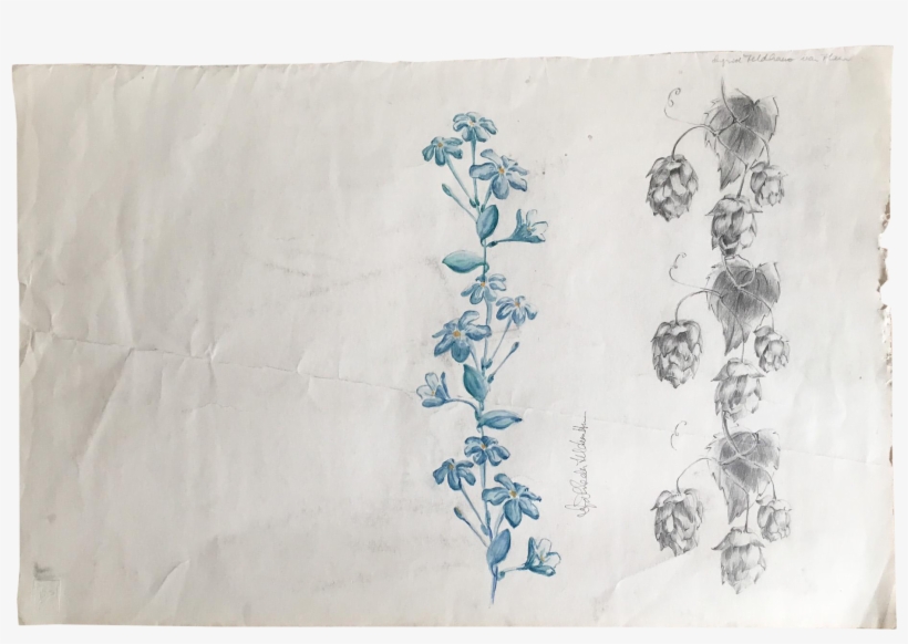 Dutch Plein Air Wildflower Study - Sketch, transparent png download