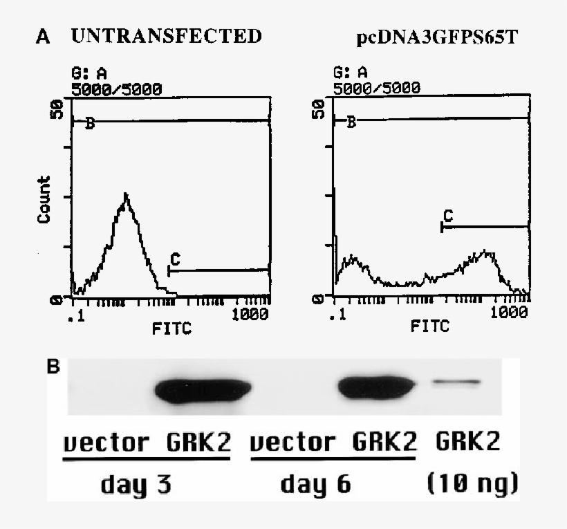 Svg Library Library Analysis Of Adenovirus Facilitated - Diagram, transparent png download