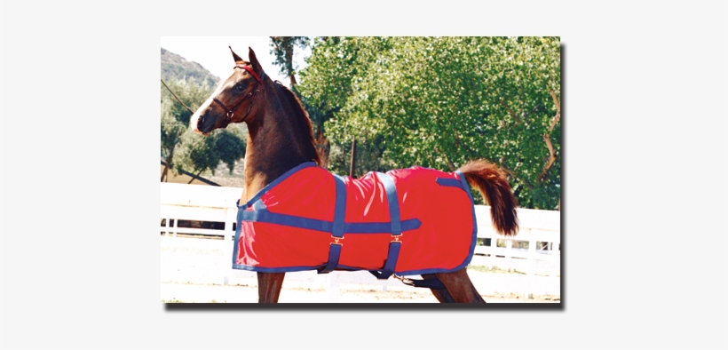 Red & Royal Blue Classic Sheet - Horse Show Sheets, transparent png download