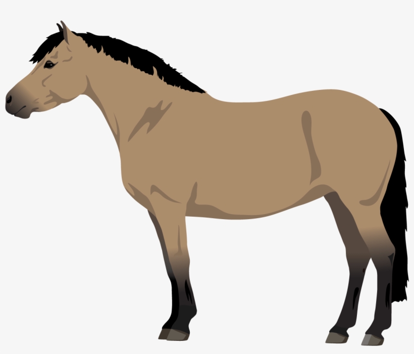 Buckskin - Golden Bay Horse Transparent, transparent png download